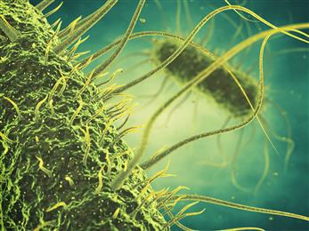 Salmonella continues to be one of the biggest threats for animal production professionals. Formic acid can now officially be used to combat Salmonella and other enterobacteriaceae in feed.
(Photo: Shutterstock)