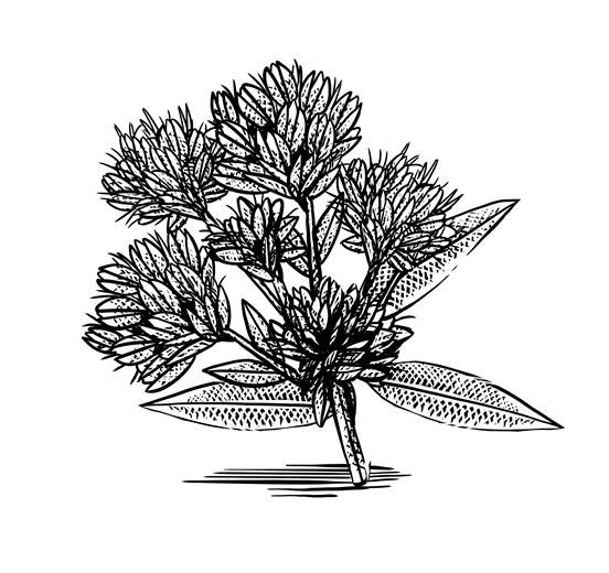 B-Circadin™ is extracted from the Lespedeza Capitata plant, grown and harvested in South Korea where it is used for its medicinal properties.
(Photo: Clariant)
