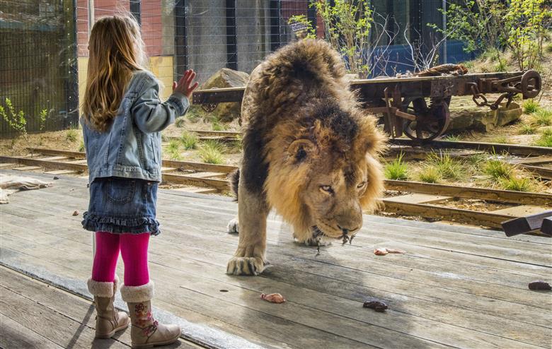 Guardian Clarity™, sticla invizibilă, este unul dintre produsele care vor incita vizitatorii la Glasstec 2018.
Poză: Guardian Clarity la Land of the Lions, ZSL London Zoo, ©Romag.