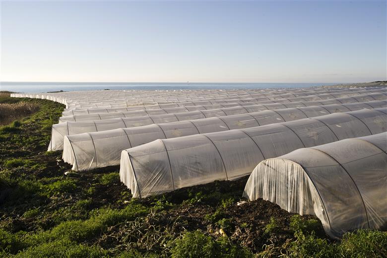 SABO to commercialize SABO®STAB UV 216, a robust & innovative UV stabilizer system for agricultural applications. 
(Photo: SABO S.p.A.)