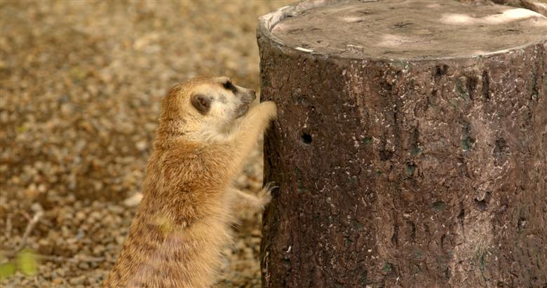 Animals at Cincinnati Zoo engaging with the metal 3D printed cricket feeders.
(Photo: Cincinnati Zoo)
