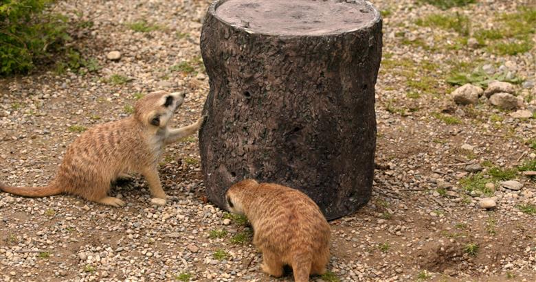 Animals at Cincinnati Zoo engaging with the metal 3D printed cricket feeders.
(Photo: Cincinnati Zoo)
