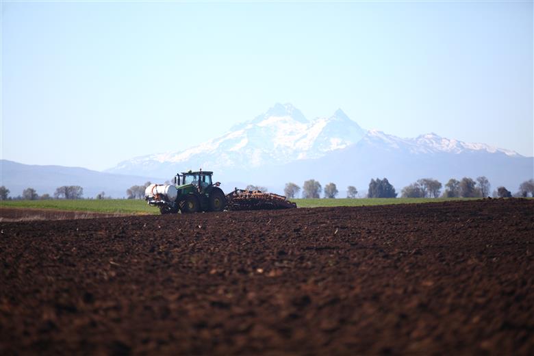 Chicory root fields. (Photos: BENEO, PR008