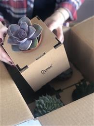 FloralBox
(Photo: Mondi, PR169)