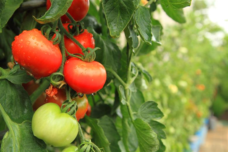 Perstorp Potassium Formate: now an EU-registered fertilizer. (Photo: Shutterstock)