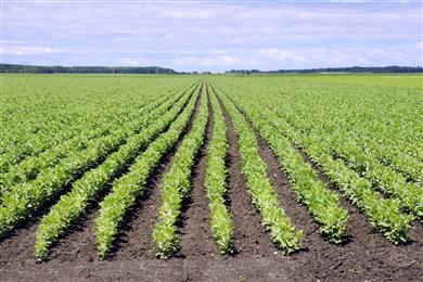 BENEO invests €50 million in pulse-processing plant. (Photo: BENEO, PR011)