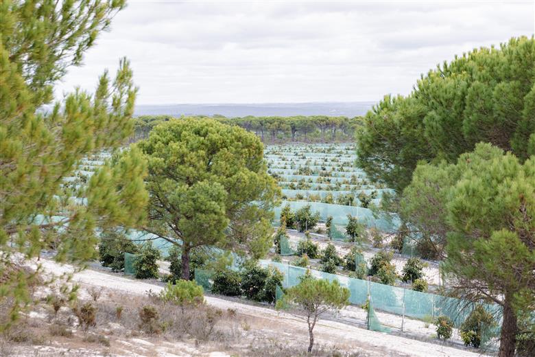 Farming with Nature: Westfalia’s avocados helping to protect important biodiversity in Portugal. 
(Photo: Westfalia Fruit, PR012)
