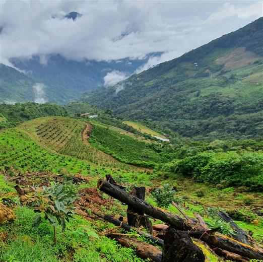 Westfalia-Standort in Peru. (Foto: Westfalia Fruit, PR002)
