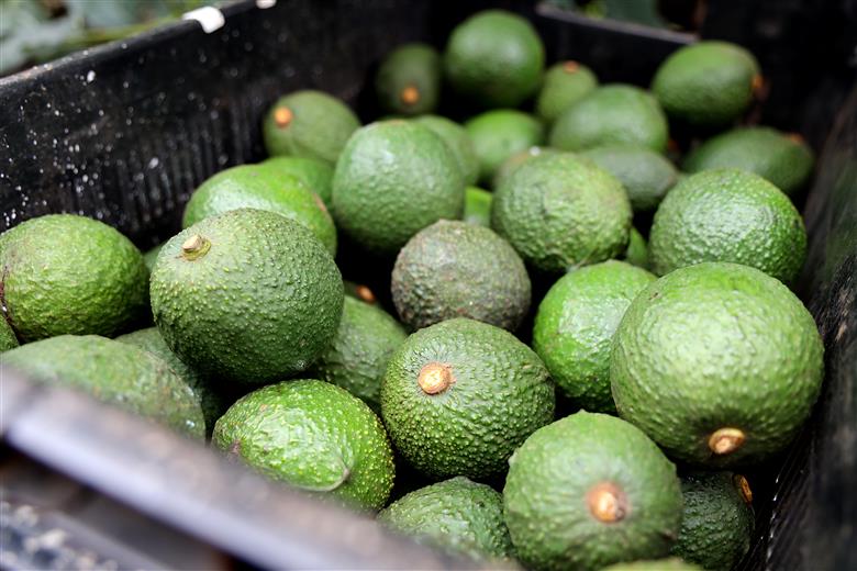 Westfalia Fruit celebrates access of South African avocados to Chinese market.
(Photo: Westfalia Fruit, PR021)