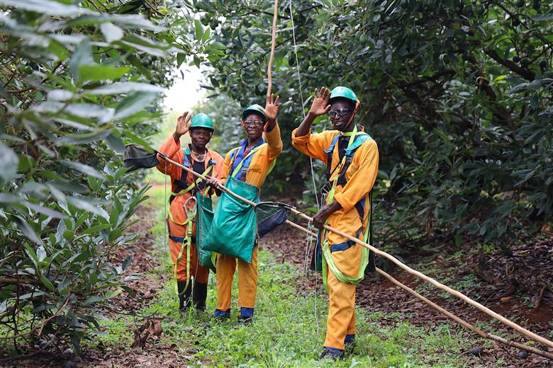 Westfalia Fruit: Building the Orchard of the Future today. (Photo: Westfalia Fruit, PR025)