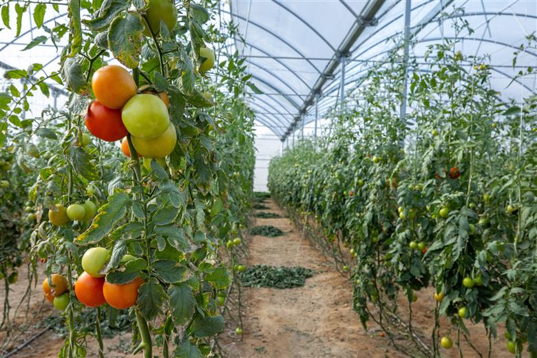 Successful National Food Production Initiative project for sustainable farming in Saudi Arabia uses SABIC’s TRUCIRCLE™ offering of certified circular polyethylene resins for a durable greenhouse roofing film.