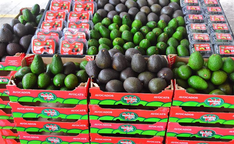 Westfalia: leading sustainable growth in Asia’s new avocado markets. (Photo: Westfalia Fruit, PR030)