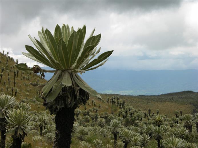 Westfalia Fruit: helping the climate and Colombian biodiversity with a unique reforestation project. (Photo: Westfalia Fruit, PR029)