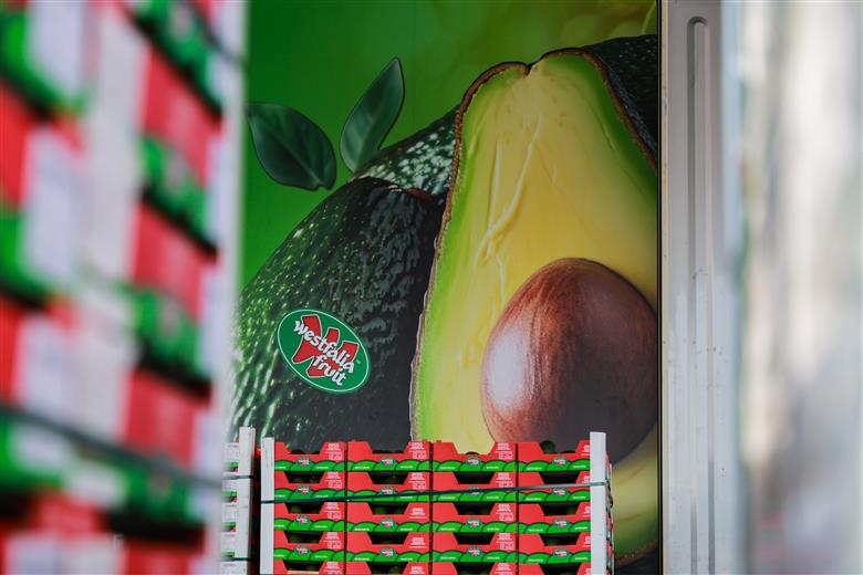 Westfalia Fruit Celebrates Historic First Shipment of Avocados from South Africa to China.
(Photo: Westfalia Fruit, PR037)