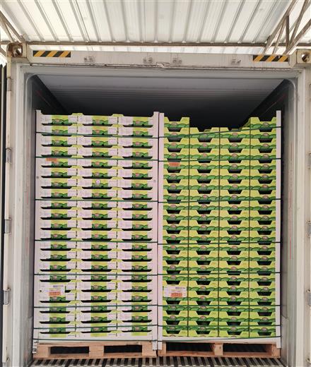 Westfalia Fruit celebrates first Hass avocado shipment to India. (Photo: Westfalia Fruit, PR039)