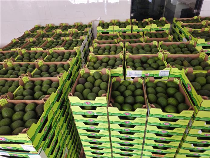Westfalia Fruit celebrates first Hass avocado shipment to India. (Photo: Westfalia Fruit, PR039)