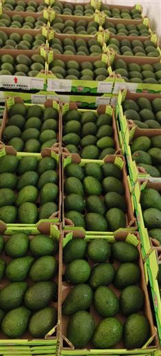 Westfalia Fruit celebrates first Hass avocado shipment to India. (Photo: Westfalia Fruit, PR039)