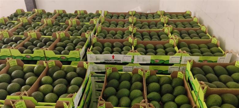 Westfalia Fruit celebrates first Hass avocado shipment to India. (Photo: Westfalia Fruit, PR039)